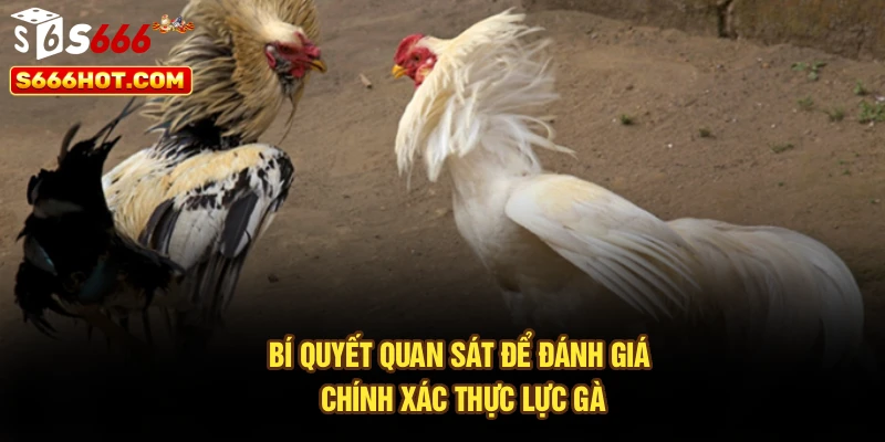 Bí quyết quan sát để đánh giá chính xác thực lực gà