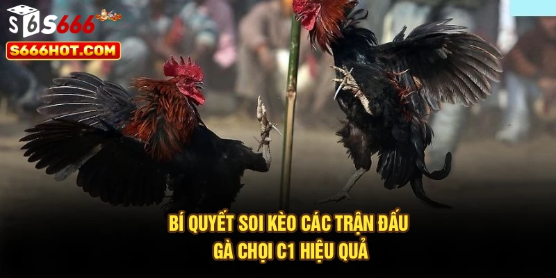 Bí quyết soi kèo các trận đấu gà chọi C1 hiệu quả