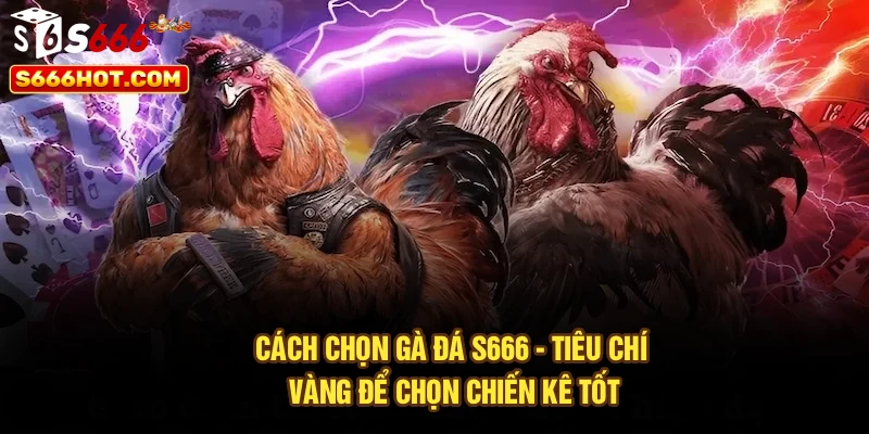 Cách Chọn Gà Đá S666 - Tiêu Chí Vàng Để Chọn Chiến Kê Tốt