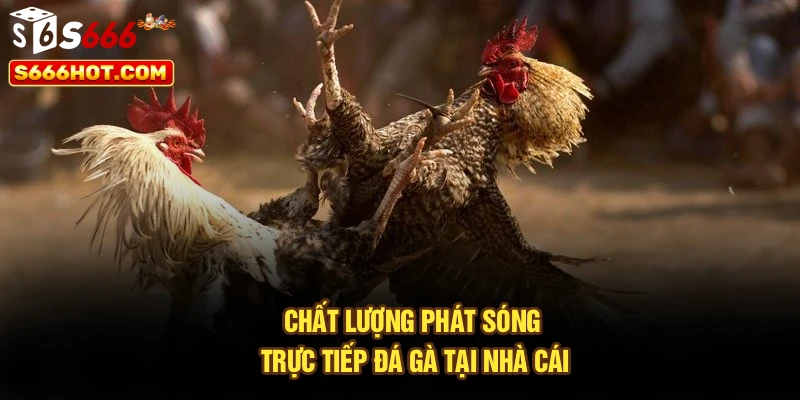 Chất lượng phát sóng trực tiếp đá gà tại nhà cái