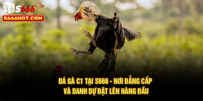 Đá Gà C1 Tại S666 - Nơi Đẳng Cấp Và Danh Dự Đặt Lên Hàng Đầu