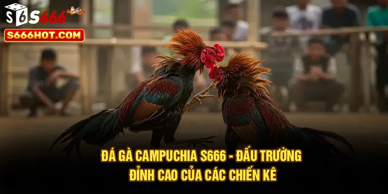 Đá Gà Campuchia S666 - Đấu Trường Đỉnh Cao Của Các Chiến Kê