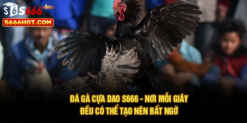 Đá Gà Cựa Dao S666 - Nơi Mỗi Giây Đều Có Thể Tạo Nên Bất Ngờ