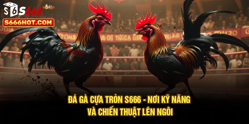 Đá Gà Cựa Tròn S666 - Nơi Kỹ Năng Và Chiến Thuật Lên Ngôi