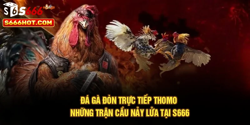 Đá Gà Đòn Trực Tiếp Thomo - Những Trận Cầu Nảy Lửa Tại S666
