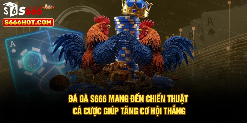 Đá gà S666 mang đến chiến thuật cá cược giúp tăng cơ hội thắng