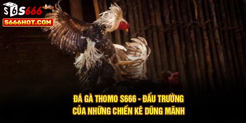 Đá Gà Thomo S666 - Đấu Trường Của Những Chiến Kê Dũng Mãnh