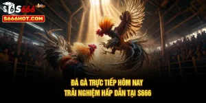 Đá Gà Trực Tiếp Hôm Nay - Trải Nghiệm Hấp Dẫn Tại S666