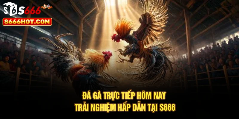 Đá Gà Trực Tiếp Hôm Nay - Trải Nghiệm Hấp Dẫn Tại S666