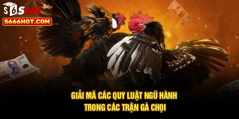 Giải mã các quy luật ngũ hành trong các trận gà chọi