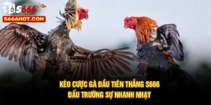 Kèo Cược Gà Đầu Tiên Thắng S666 - Đấu Trường Sự Nhanh Nhạy
