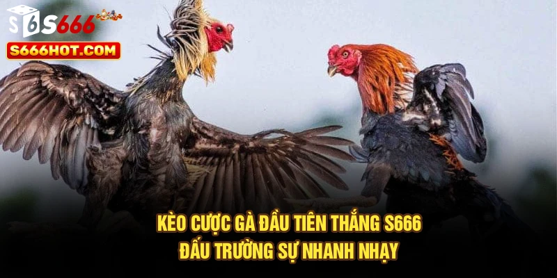 Kèo Cược Gà Đầu Tiên Thắng S666 - Đấu Trường Sự Nhanh Nhạy