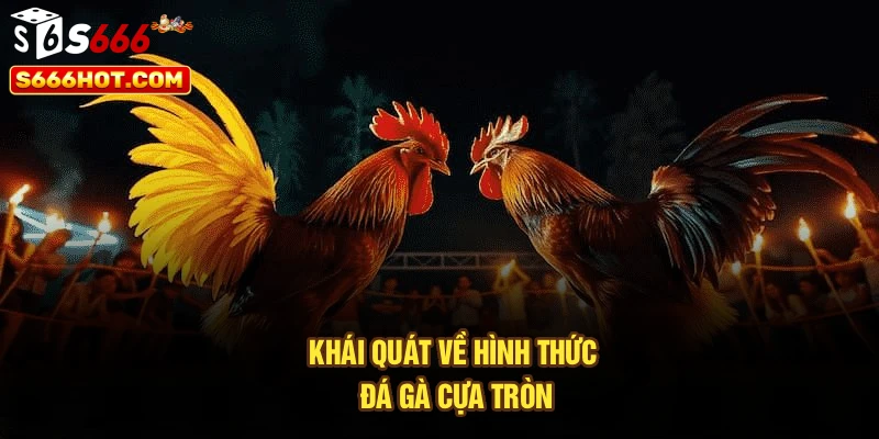 Khái quát về loại hình đá gà cựa tròn siêu hấp dẫn