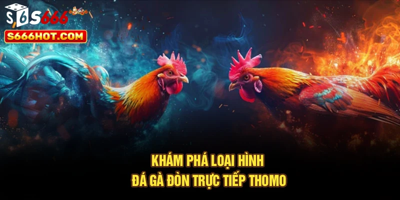 Khám phá loại hình đá gà đòn trực tiếp Thomo