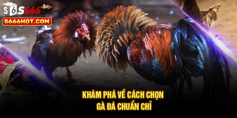 Khám phá về cách chọn gà đá chuẩn chỉ