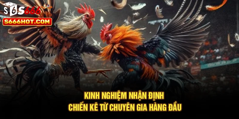 Kinh nghiệm nhận định chiến kê từ chuyên gia hàng đầu