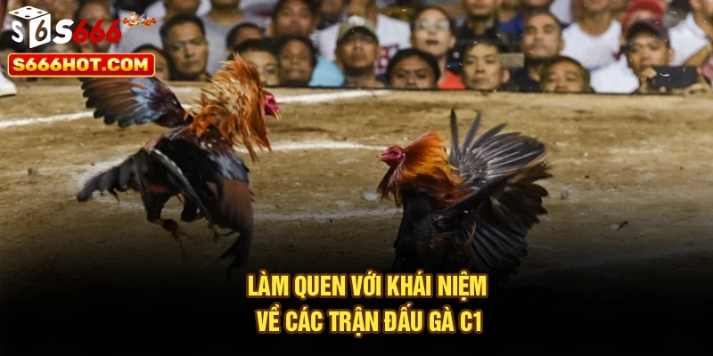 Làm quen với khái niệm về các trận đấu gà C1