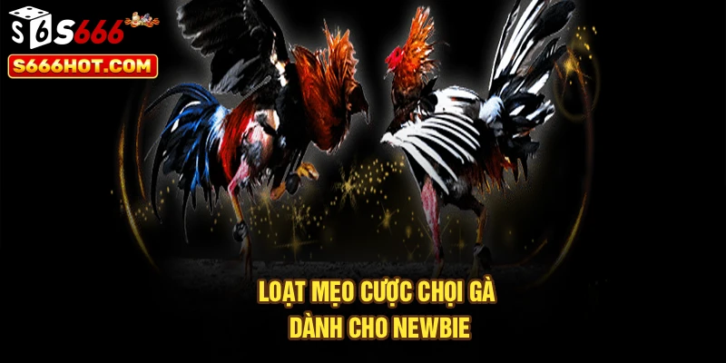 Loạt mẹo cược chọi gà dành cho newbie
