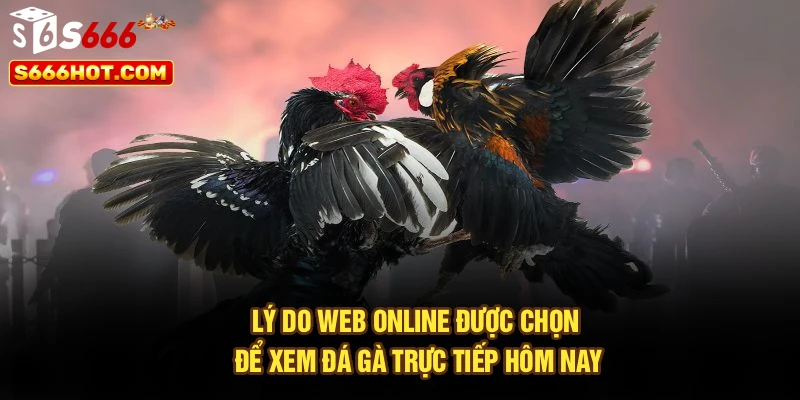 Lý do web online được chọn để xem đá gà trực tiếp hôm nay