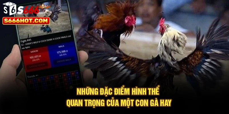 Những đặc điểm hình thể quan trọng của một con gà hay