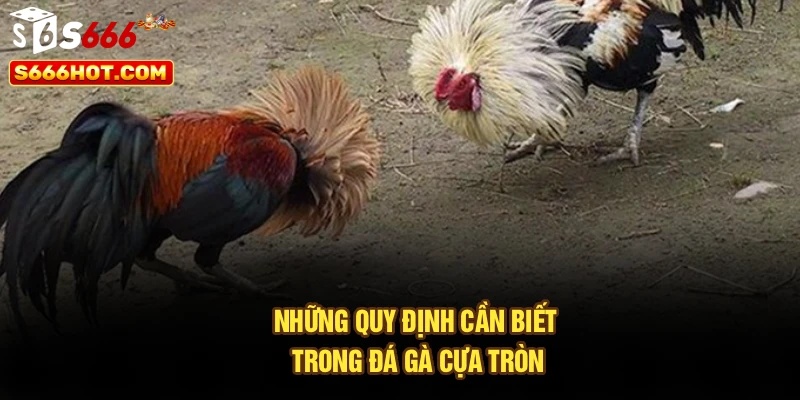 Những quy định cần biết trong đá gà cựa tròn