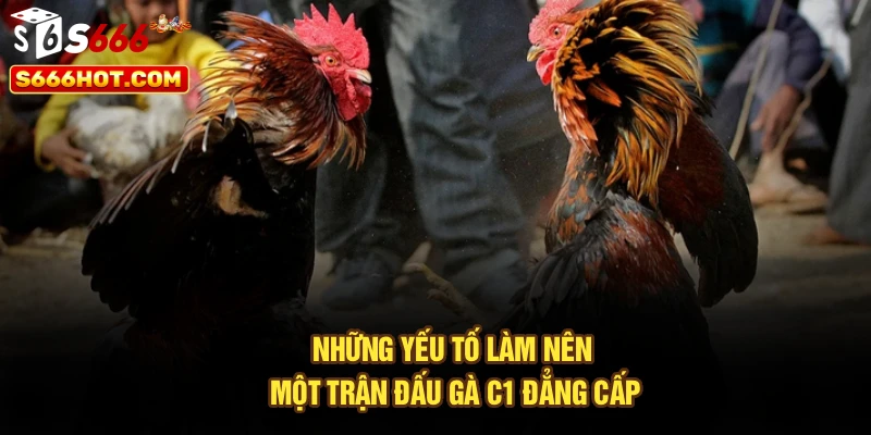 Những yếu tố làm nên một trận đấu gà C1 đẳng cấp