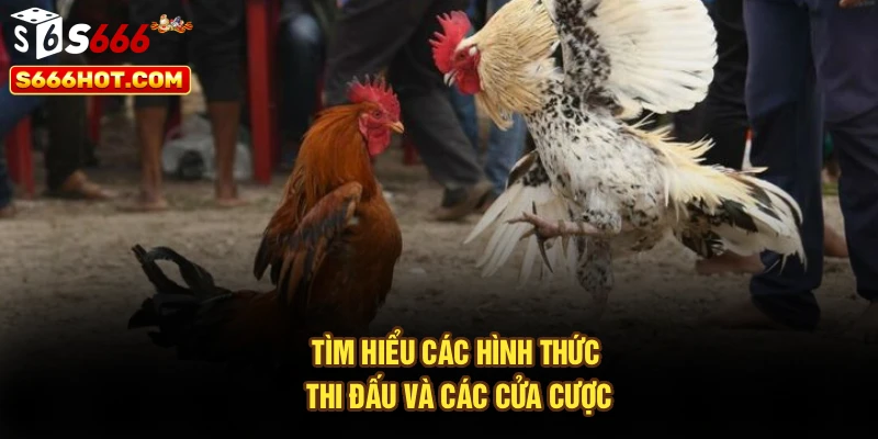 Tìm hiểu các hình thức thi đấu và các cửa cược