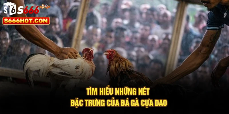 Tìm hiểu những nét đặc trưng của đá gà cựa dao