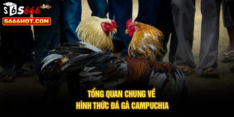 Tổng quan chung về hình thức đá gà Campuchia