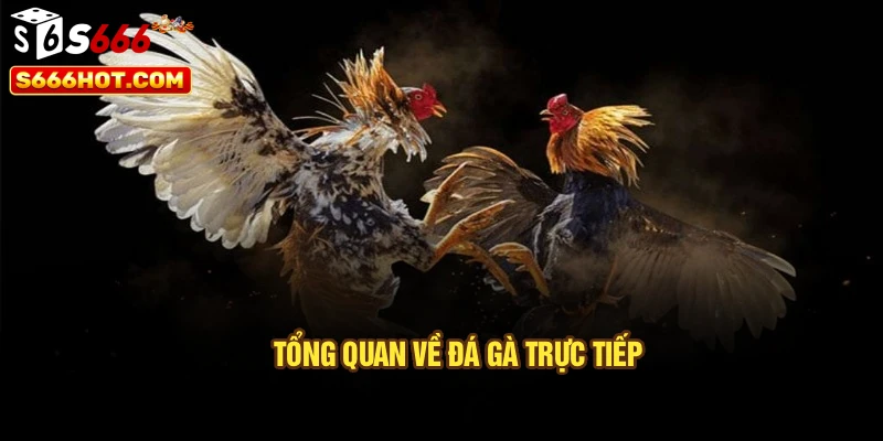 Tổng quan về đá gà trực tiếp
