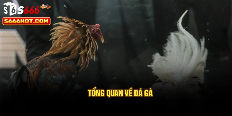 Tổng quan về đá gà