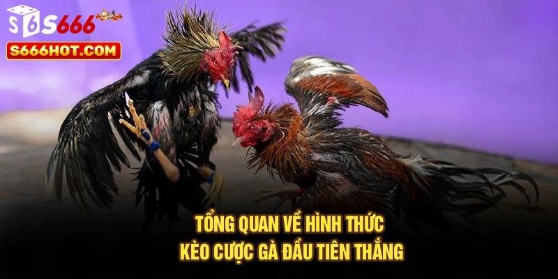Tổng quan về hình thức kèo cược gà đầu tiên thắng