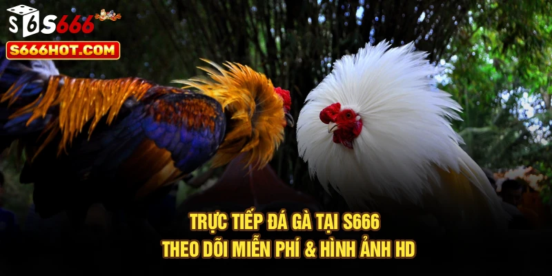Trực Tiếp Đá Gà Tại S666 - Theo Dõi Miễn Phí & Hình Ảnh HD